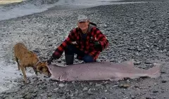 Big pregnant female 7 gill shark