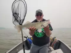 Walleye