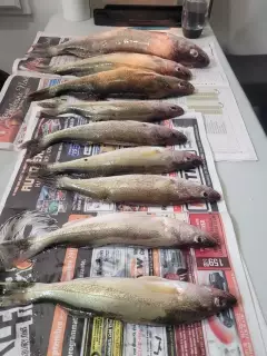 Walleye