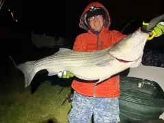 38" Striped Bass