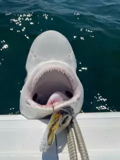 7' Sandbar shark (released w/o hook)