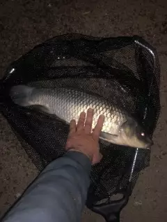 Ghost carp