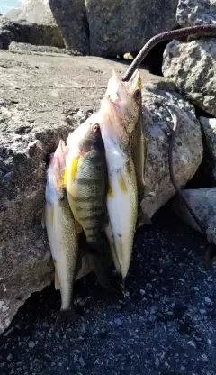 pickerel and a perch