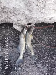 # 4 and 5 pickerel