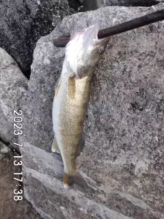 Pickerel # 6 on my last worm, a big one for me.