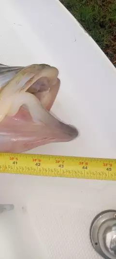 Snook