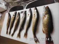 6 small pickerel and a nice SMB