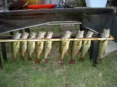 BASS