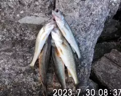 Limit of 6 pickerel, 1st 5 shown.