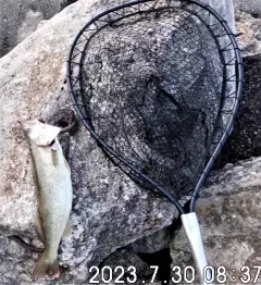 Last of 6 pickerel, ~3#, this morning with my new net. Waves took my last net away.