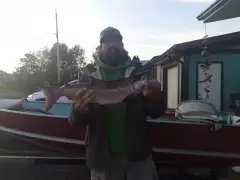 Sockeye