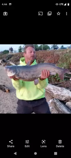 Catfish