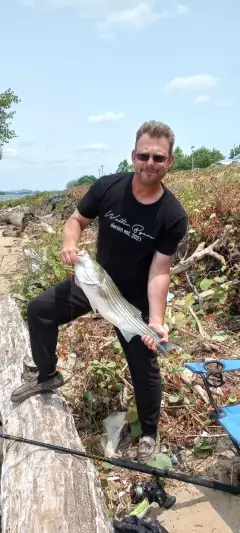 Striper