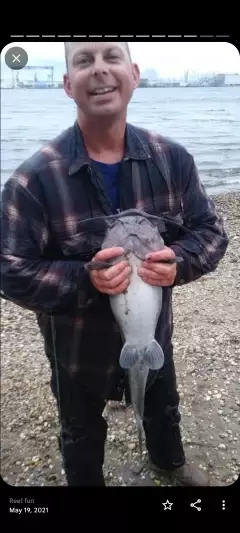 Catfish