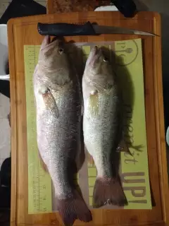 Fillets time