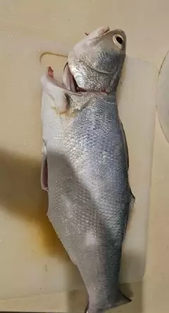 Snubnose salmon