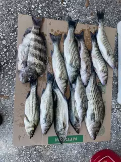 Stripers and Sheepshead