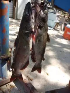 Catfish at the crack of dawn!