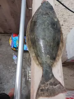 30" halbut