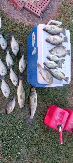 Crappies, lmb,and redear