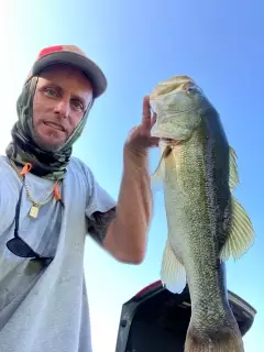 Large mouth Bass