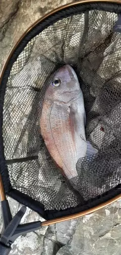 Blue eyebrow snapper