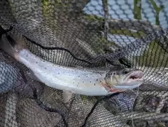 Brown trout