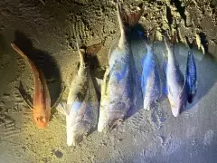 Mixed spices snapper, gernard, kahawai