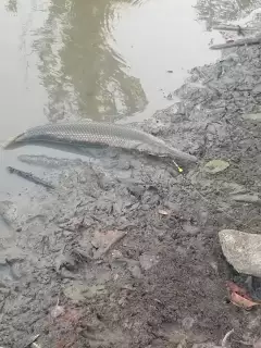 Gar