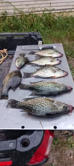 Crappie and red ear
