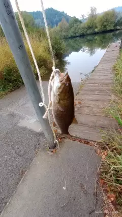 Small mouth bass
