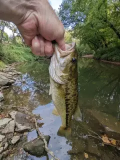 Yearling bass