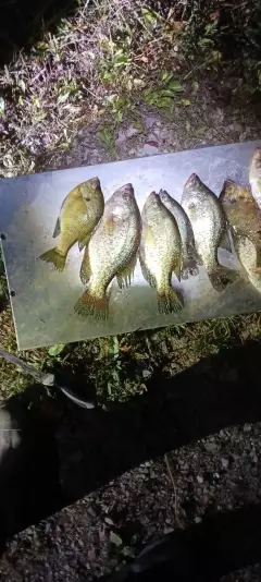 Crappie and bluegill