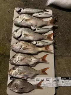 Snapper, Kahawai