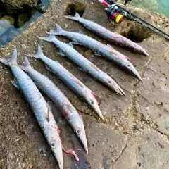 Barracuda Abudhabifishing