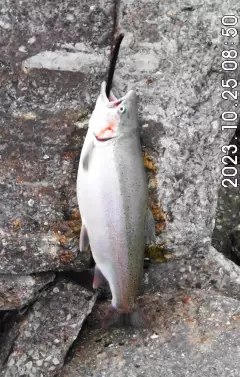 a 5# rainbow trout