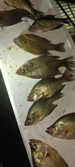 Crappie and redear