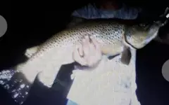 29" Brown Trout