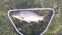 Carp