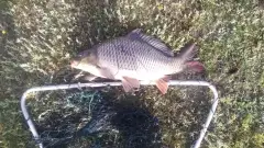 Carp