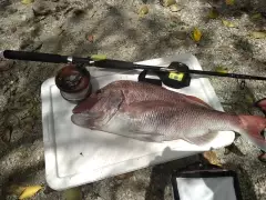 snapper