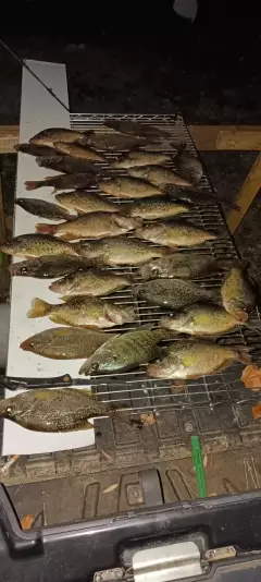 Crappie