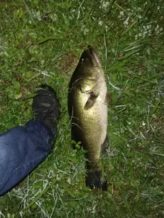 Bass