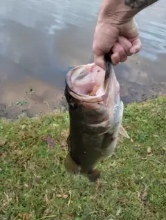 Bass