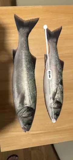 Sea bass