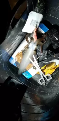 Nice squid