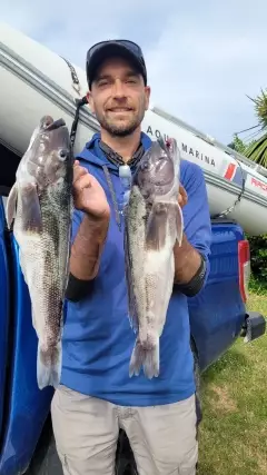 Some nice blue cod this morning