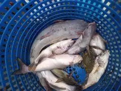 Catfish