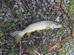 Brown trout