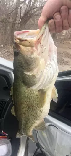 Mustang Oklahoma 5.28 Lbs.
